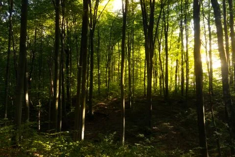 Beech forestBeech forest. Main forest-forming species of European forests Stock Photos