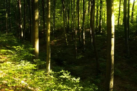 Beech forestBeech forest. Main forest-forming species of European forests Stock Photos