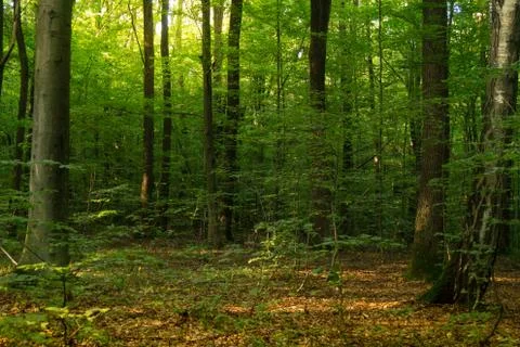 Beech forestBeech forest. Main forest-forming species of European forests Foto stock