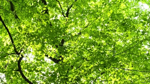 The Beech Forests of Shirakami-Sanchi Stock Footage 332819771