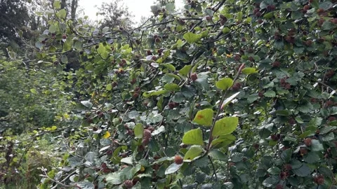 Beech Fruit Hanging from Branches of a Mature Beech Tree. Stock Footage 345675937