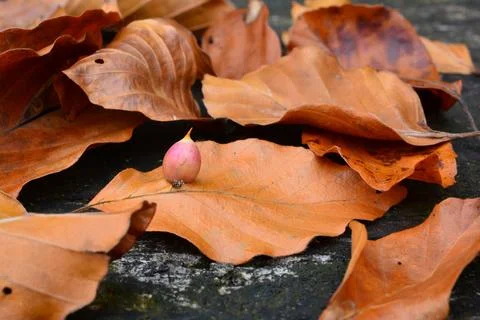 Beech Gall midge's or gall gnat's cocoon Stock Photos