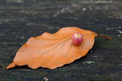 Beech Gall midge's or gall gnat's cocoon close up Stock Photos