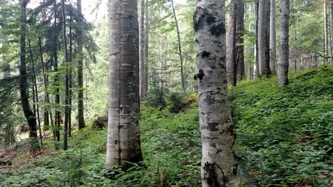 Beech green forest background with trees at spring season Panoramic view Stock Footage 116719807