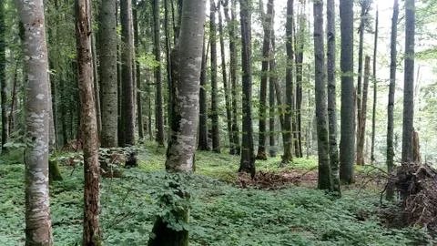 Beech green forest background with trees at spring season Stock Photos