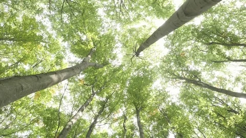 Beech green forest Stock Footage 81375611