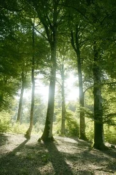 Beech green magic forest woods Stock Photos