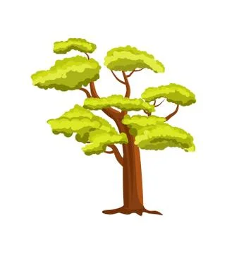 Beech green tree vector icon Stock Illustration