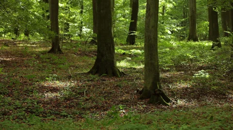 Beech Grove on the Island of Ruegen Stock Footage 37605455