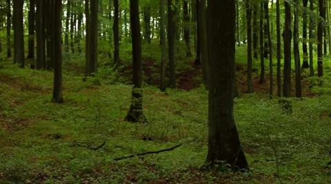 Beech Grove on the Island of Ruegen Stock Footage 37605530