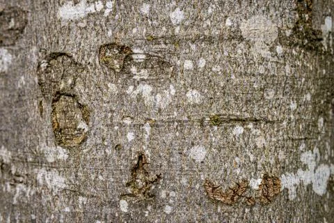 Beech hardwood tree texture background in mixed forest Foto stock