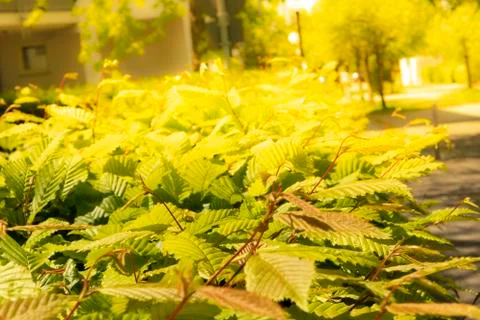 Beech hedge with sunshine and soft focus Foto stock