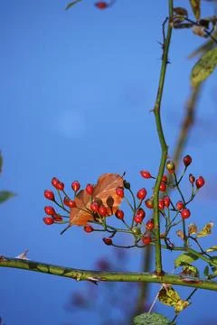 Beech leaf, autumn time, October, Germany, Europe Stock Photos