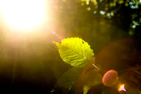 Beech leaf in back light Stock Photos