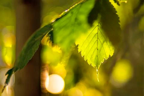 Beech leaf in back light Stock Photos