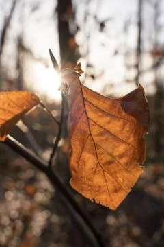 Beech leaf in back light Stock Photos
