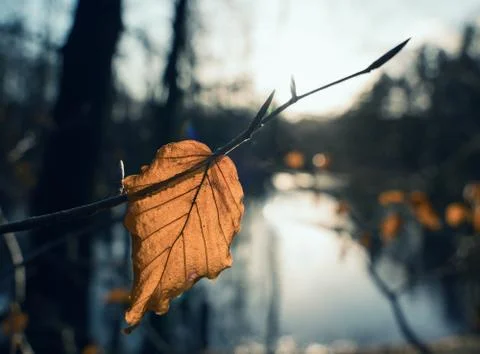 Beech leaf in back light Foto stock