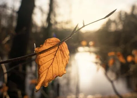 Beech leaf in back light Stock Photos