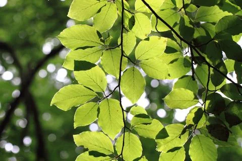 Beech leaf background Stock Photos