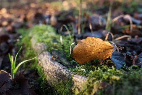 Beech leaf on forest floor Stock Photos