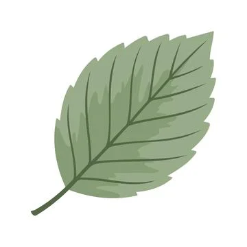 Beech Leaf Illustration Vector Template 스톡 일러스트