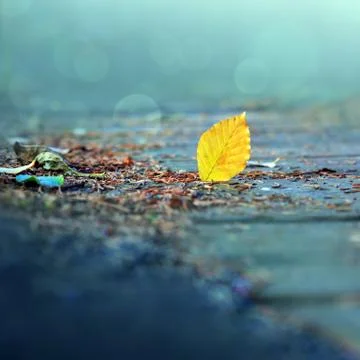 Beech leaf isolated on gray background in the autumn park. Stock Photos