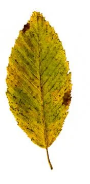 Beech leaf isolated on white Stock Photos