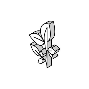 Beech leaf isometric icon vector illustration Stock Illustration