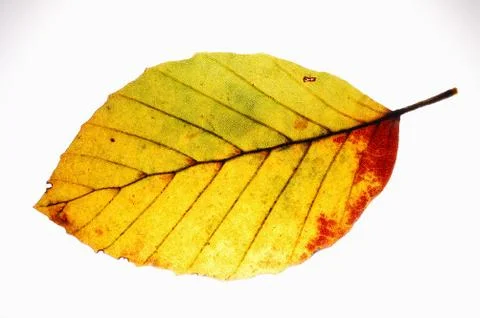 Beech leaf Stock Photos