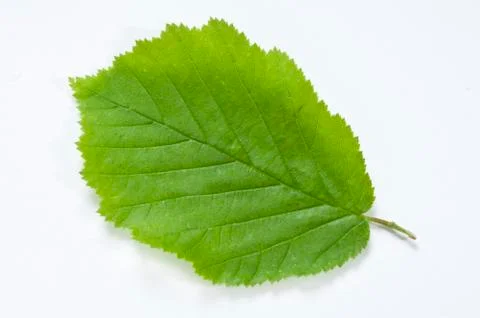 Beech leaf Stock Photos