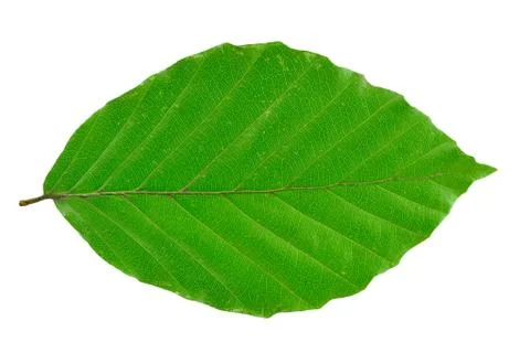 Beech leaf Stock Photos