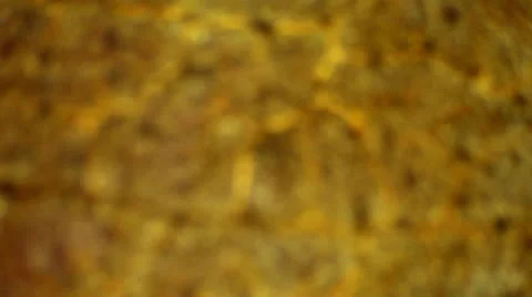 Beech leaf under the microscope, background. (Quercus) Stock Footage 12828701