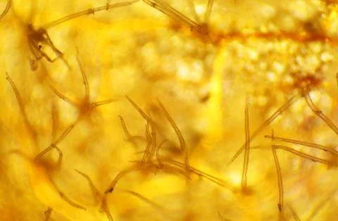 Beech leaf under the microscope, background. (quercus) Stock Photos