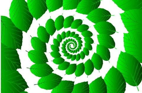 Beech leaf on a white background Stock Illustration