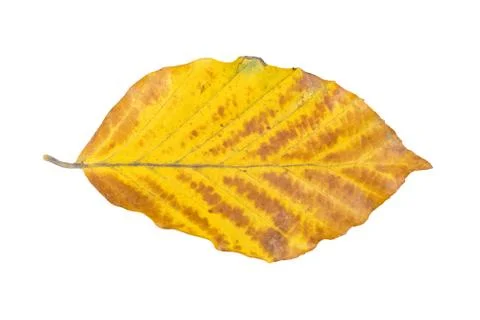 Beech leaf on a white background Stock Photos