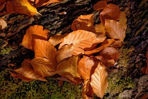 Beech Leafes Stock Photos
