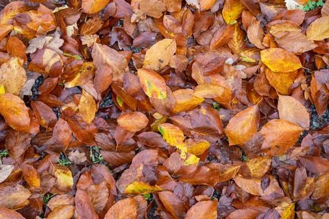 Beech Leafs during Autumn Germany Beech Leafs during Autumn in Germany. Hi... Stock Photos