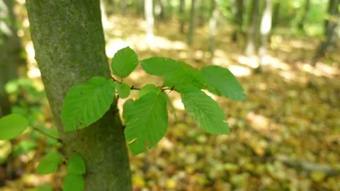 Beech leafs Video stock 161641391