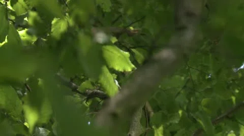 Beech leaves 2 Stock Footage 22174845