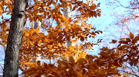 Beech Leaves in Autumn. 4K. UHD. Stock Footage 43496029