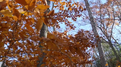 Beech Leaves in Autumn. 4K. UHD. Stock Footage 43496040