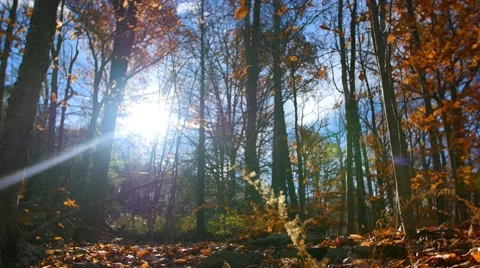 Beech Leaves in Autumn. 4K. UHD. Stock Footage 43496546