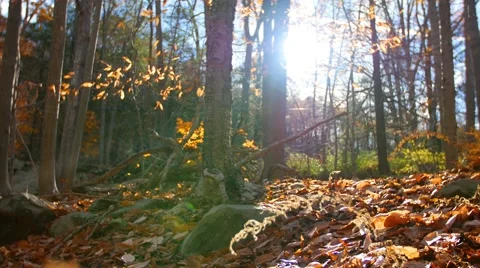 Beech Leaves in Autumn. 4K. UHD. Stock Footage 43496653