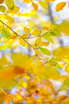Beech leaves in autumn Stock Photos