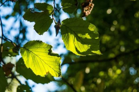 Beech leaves in back light Stock Photos