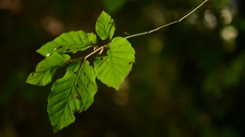 Beech leaves back lit in breeze Stockbeeldmateriaal 29959534