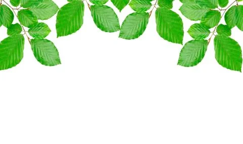 Beech leaves background Stock Photos