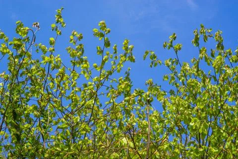 Beech leaves on blue background Stock Photos