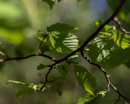 Beech Leaves (Boo) Stock Photos