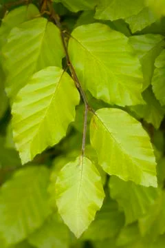 Beech leaves close up Stock Photos